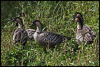 Group of Hawaiian nenes, Hanalei National Wildlife Refuge. Kauai island, Hawaii, USA