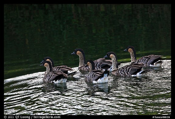 Nenes swimming, Hanalei National Wildlife Refuge. Kauai island, Hawaii, USA (color)