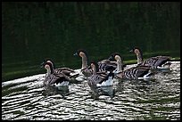 Nenes swimming, Hanalei National Wildlife Refuge. Kauai island, Hawaii, USA