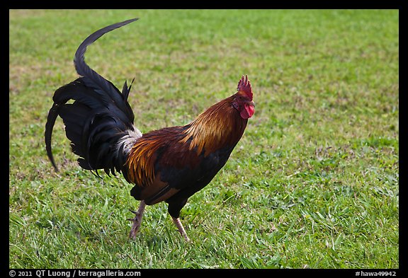 Rooster. North shore, Kauai island, Hawaii, USA