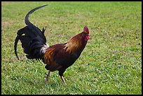 Rooster. North shore, Kauai island, Hawaii, USA (color)