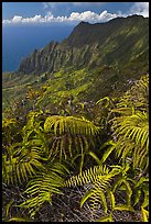 Ferns and Na Pali Cliffs, see from Kokee Mountain Park. Kauai island, Hawaii, USA (color)