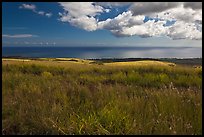 Grasses and ocean. Kauai island, Hawaii, USA (color)