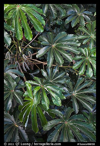 Trumpet tree (Cecropia obtusifolia) leaves. North shore, Kauai island, Hawaii, USA