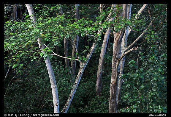 White Siris trees. North shore, Kauai island, Hawaii, USA (color)