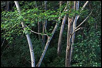 White Siris trees. North shore, Kauai island, Hawaii, USA