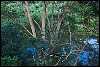 Tropical forest and stream reflecting sky. Kauai island, Hawaii, USA