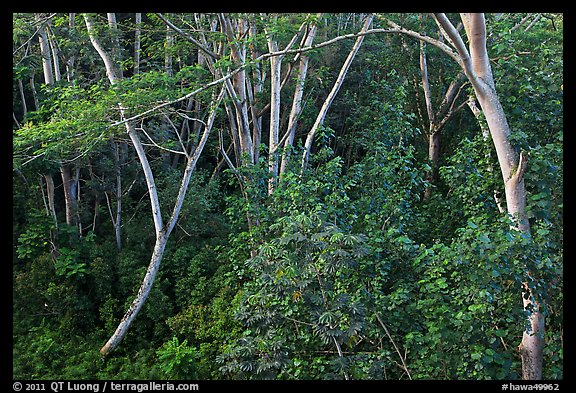 Albizia falcataria tree. Kauai island, Hawaii, USA