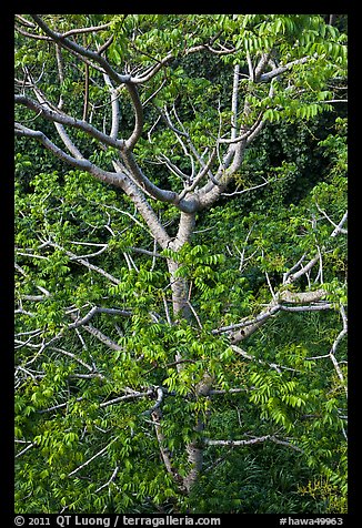 Hawaiian tree. Kauai island, Hawaii, USA (color)