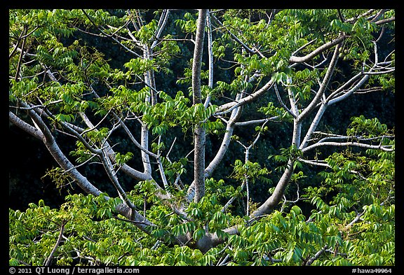 Branches of Hawaiian tree. Kauai island, Hawaii, USA