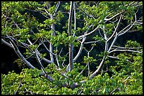 Branches of Hawaiian tree. Kauai island, Hawaii, USA ( color)