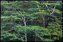 White Siris branches and leaves. Kauai island, Hawaii, USA ( color)