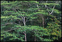 White Siris branches and leaves. Kauai island, Hawaii, USA