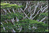 Branches of White Siris (Albizia falcataria). Kauai island, Hawaii, USA