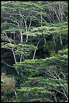 Grove of White Siris trees. Kauai island, Hawaii, USA ( color)