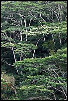 Grove of White Siris trees. Kauai island, Hawaii, USA