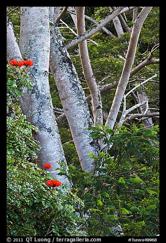 African tulip tree (pathodea campanulata). Kauai island, Hawaii, USA (color)