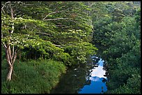 Stream and lush forest from above. Kauai island, Hawaii, USA ( color)