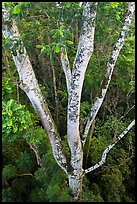 White Siris tree (Albizia falcataria). Kauai island, Hawaii, USA ( color)