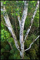 White Siris tree (Albizia falcataria). Kauai island, Hawaii, USA