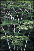 White Siris trees growing on hill. Kauai island, Hawaii, USA (color)