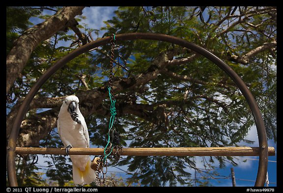 White parrot, Kilauea. Kauai island, Hawaii, USA