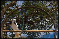 White parrot, Kilauea. Kauai island, Hawaii, USA