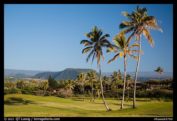 Golf course with palm trees, Punaluu. Big Island, Hawaii, USA (color)