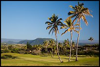 Golf course with palm trees, Punaluu. Big Island, Hawaii, USA ( color)