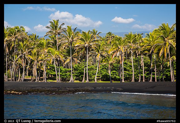 Black sand beach and palm trees, Punaluu. Big Island, Hawaii, USA (color)