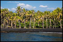 Black sand beach and palm trees, Punaluu. Big Island, Hawaii, USA ( color)