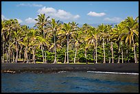 Black sand beach and palm trees, Punaluu. Big Island, Hawaii, USA (color)