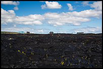 Houses on fresh lava field, Kalapana. Big Island, Hawaii, USA (color)