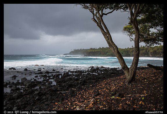 Coastline with rocks, Koa tree, and surf, Pohoiki. Big Island, Hawaii, USA