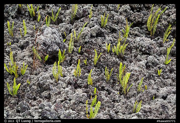 Ferns and moss. Big Island, Hawaii, USA (color)