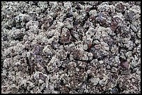 Moss-covered lava rocks. Big Island, Hawaii, USA ( color)