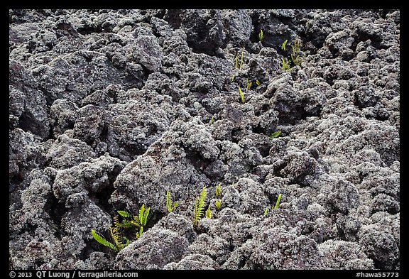 Ferns and lava rocks covered with moss. Big Island, Hawaii, USA