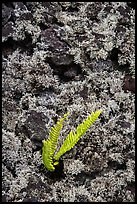 Fern, moss, and hardened lava. Big Island, Hawaii, USA (color)