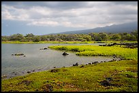 Kaloko fishpond, Kaloko-Honokohau National Historical Park. Hawaii, USA (color)