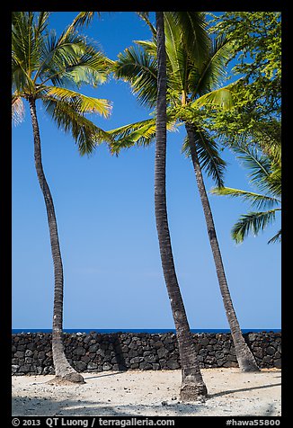 Palm trees and wall built with volcanic rock, Kaloko-Honokohau National Historical Park. Hawaii, USA (color)