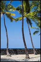 Palm trees and wall built with volcanic rock, Kaloko-Honokohau National Historical Park. Hawaii, USA (color)