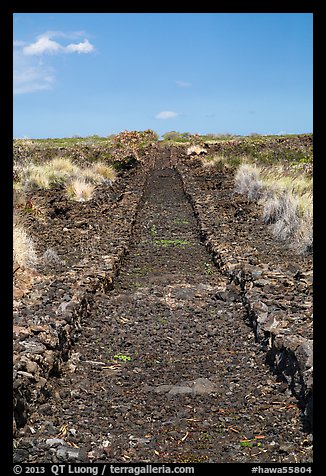 Ancient road made of lava rocks, Kaloko-Honokohau National Historical Park. Hawaii, USA