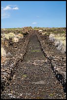 Ancient road made of lava rocks, Kaloko-Honokohau National Historical Park. Hawaii, USA ( color)