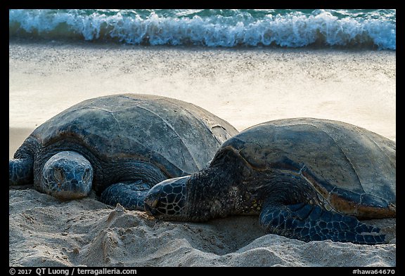 Sea Turtles and surf, Laniakea Beach. Oahu island, Hawaii, USA (color)