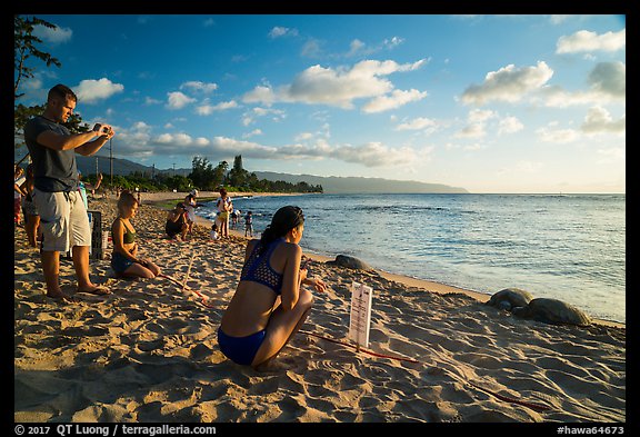Visitors view sea turtles on Laniakea Beach. Oahu island, Hawaii, USA (color)