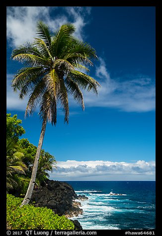 Palm tree on coastline, Puna. Big Island, Hawaii, USA (color)