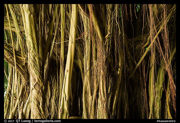 Banyan tree detail, Hilo. Big Island, Hawaii, USA (color)