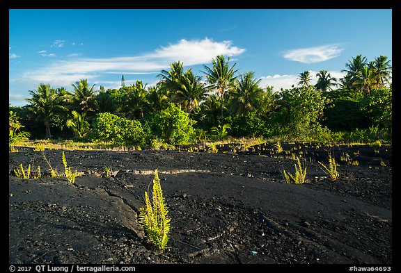 Young ferns sprouting out of lava field, Kalapana. Big Island, Hawaii, USA (color)