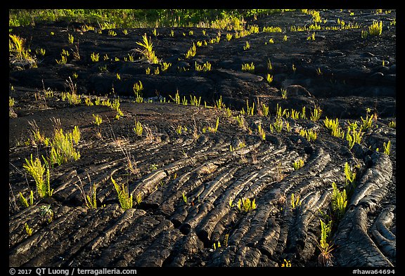 Rippled lava and young ferns, Kalapana. Big Island, Hawaii, USA (color)