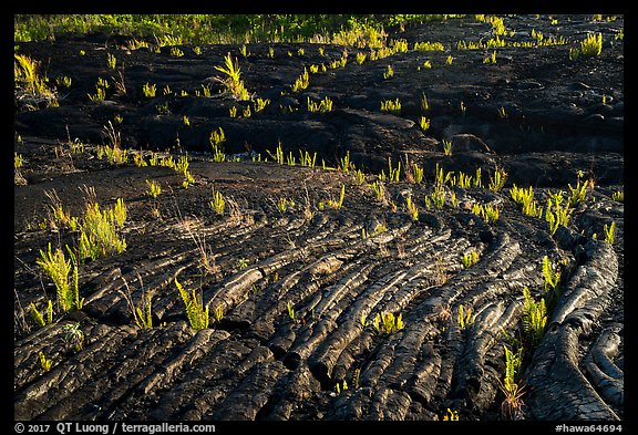 Rippled lava and young ferns, Kalapana. Big Island, Hawaii, USA (color)